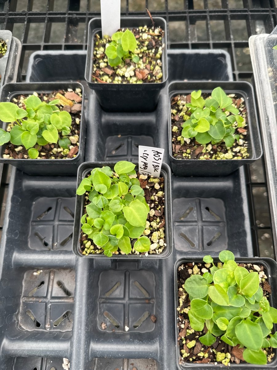 anthurium-aos-skg-tims-black-x