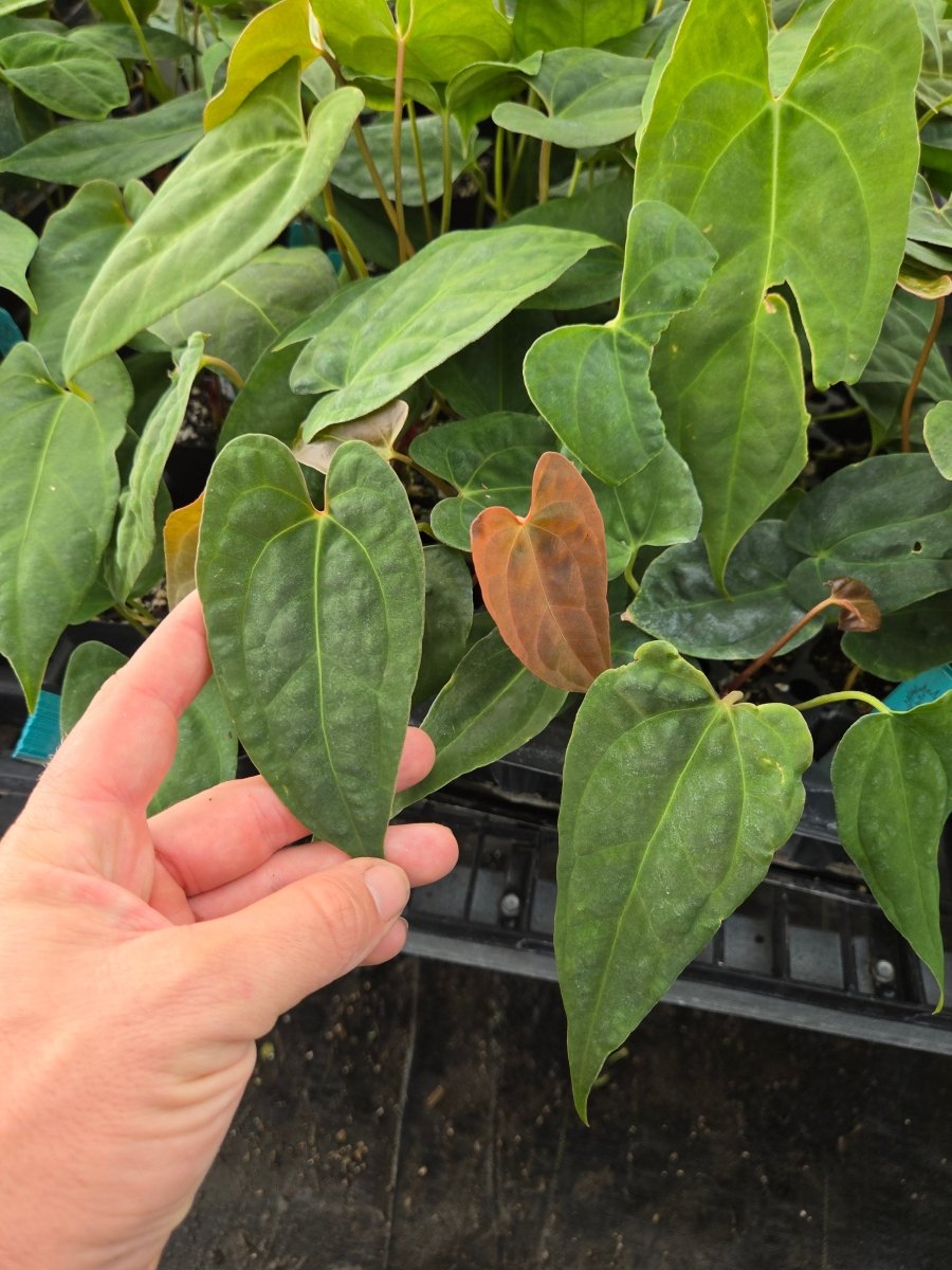 Anthurium ('AOS/ 'Tim's Black') x A. Portillae 'NSE Dewey Fisk Clone' (A12) - Nice Plants Good Pots