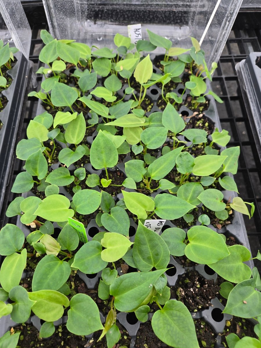 Anthurium ('AOS/ 'Tim's Black') x A. Portillae 'NSE Dewey Fisk Clone' (A12) - Nice Plants Good Pots