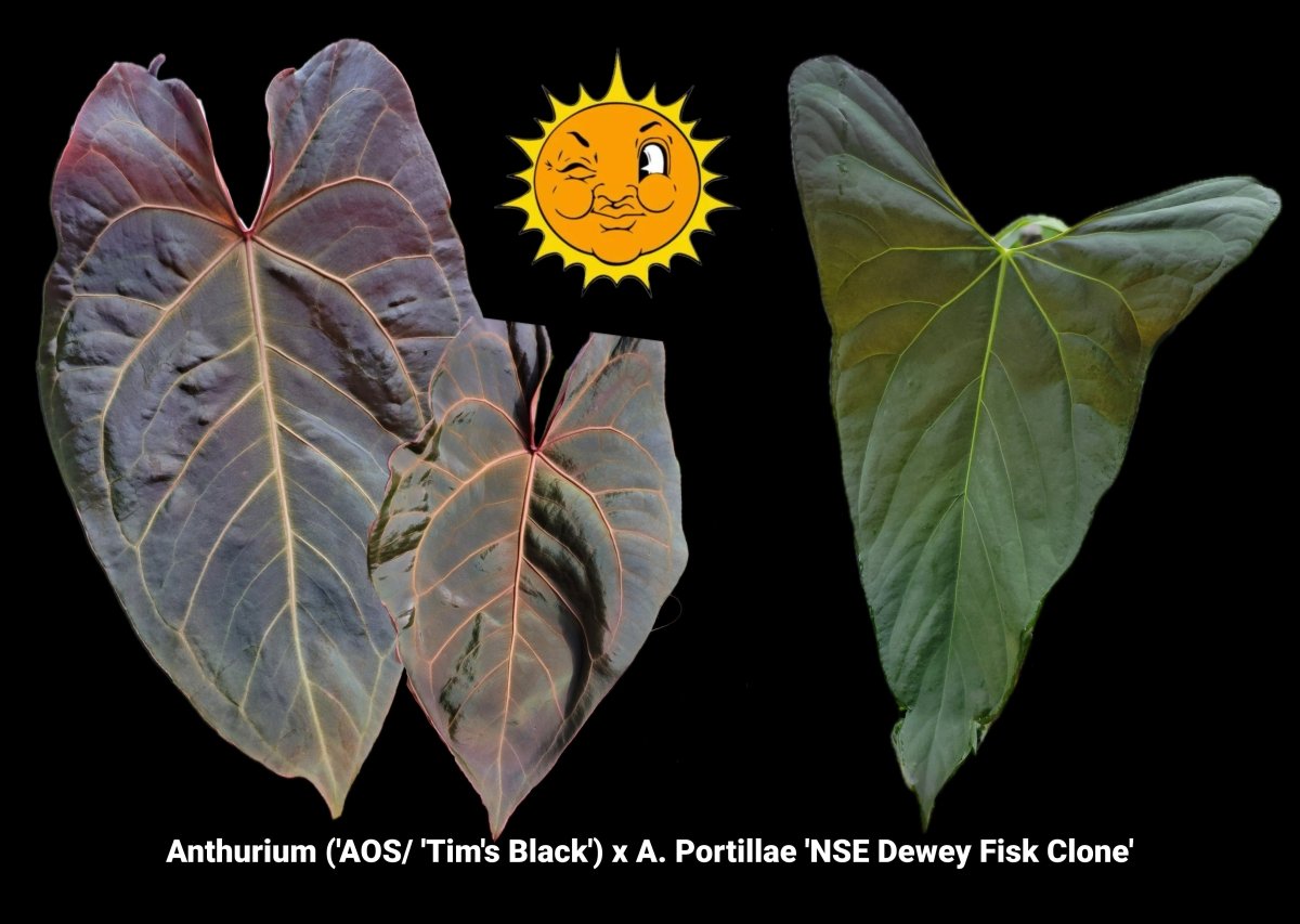 Anthurium ('AOS/ 'Tim's Black') x A. Portillae 'NSE Dewey Fisk Clone' (A12) - Nice Plants Good Pots