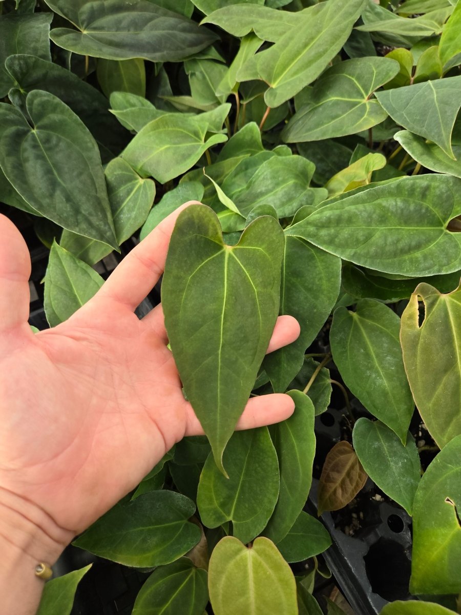 Anthurium ('AOS/ 'Tim's Black') x A. Portillae 'NSE Dewey Fisk Clone' (A12) - Nice Plants Good Pots