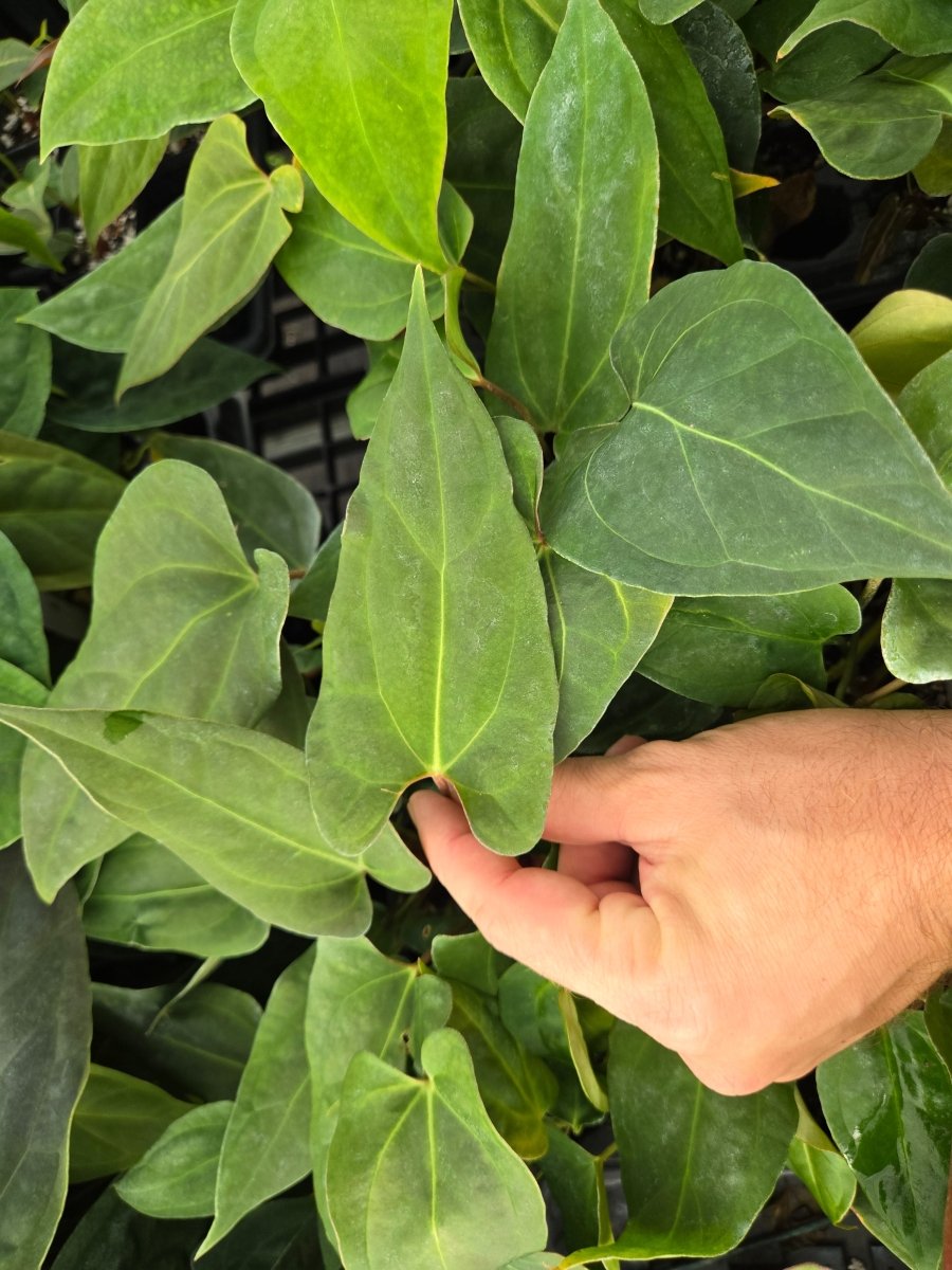 Anthurium ('AOS/ 'Tim's Black') x A. Portillae 'NSE Dewey Fisk