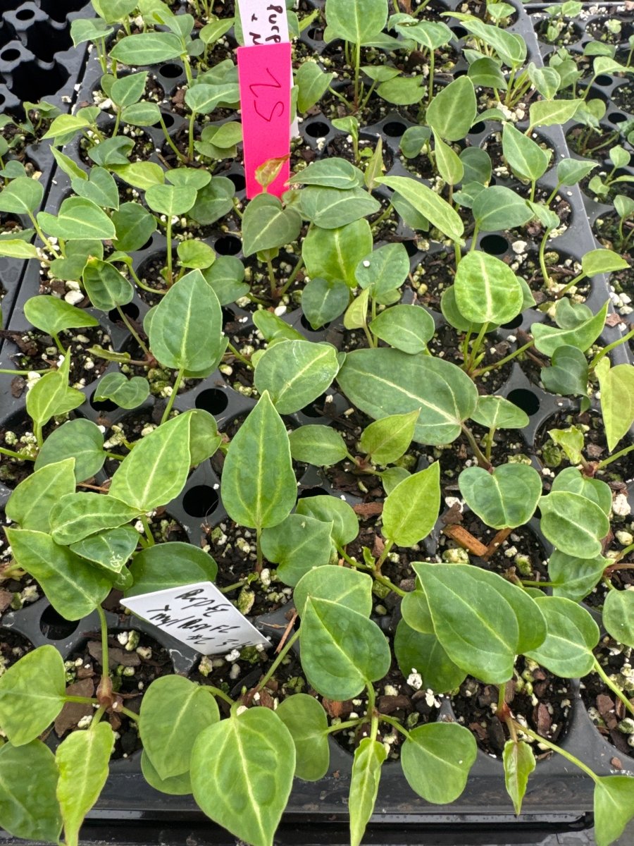 Anthurium 'AOS’ x ‘Tim’s Black' x ('Mikes Yard' 1/A. 'Doc Block Purp F2' )(A64) - Nice Plants Good Pots
