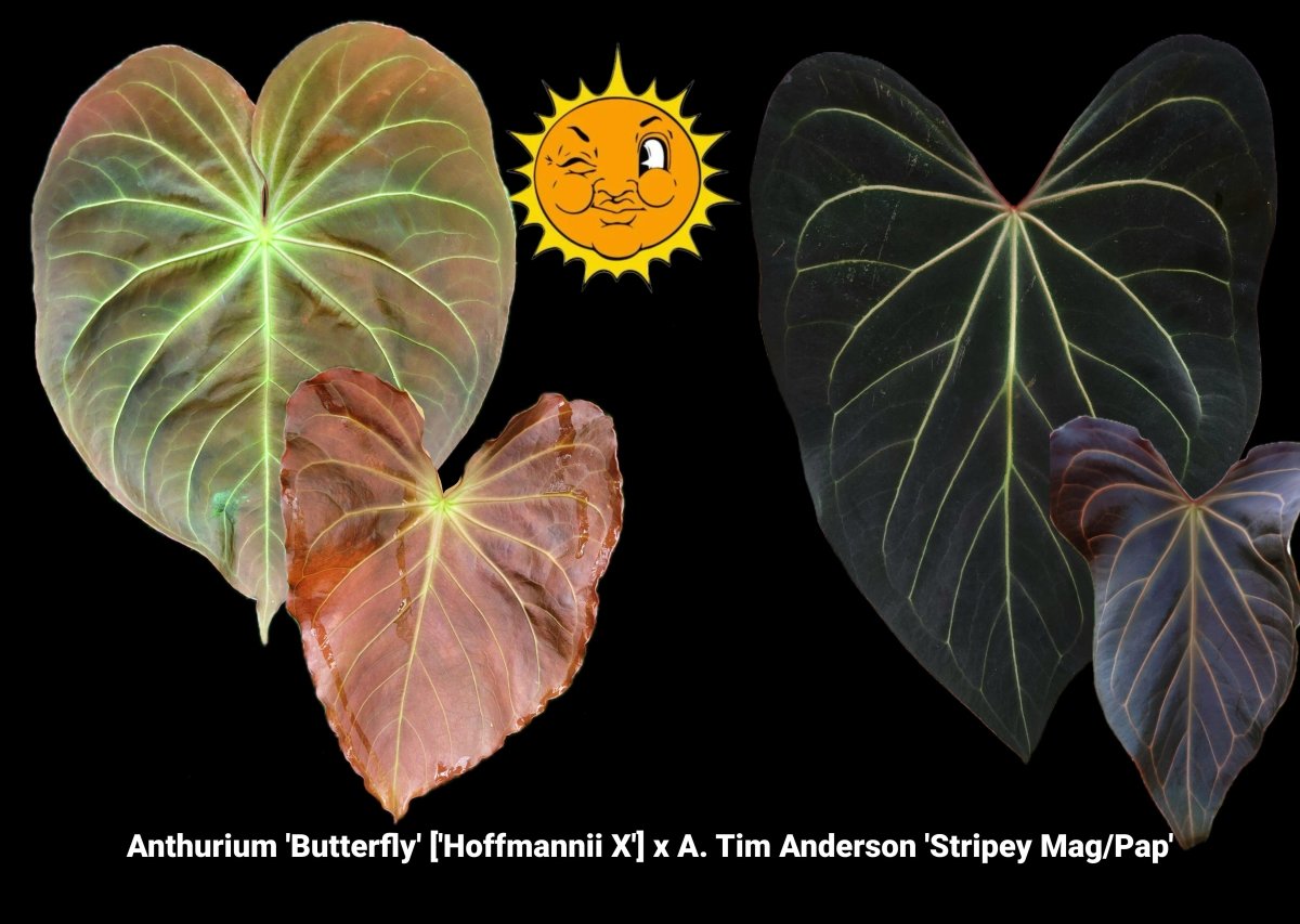Anthurium 'Butterfly' ['Hoffmannii X'] x A. Tim Anderson 'Stripey Mag/Pap' (A63) (small) - Nice Plants Good Pots