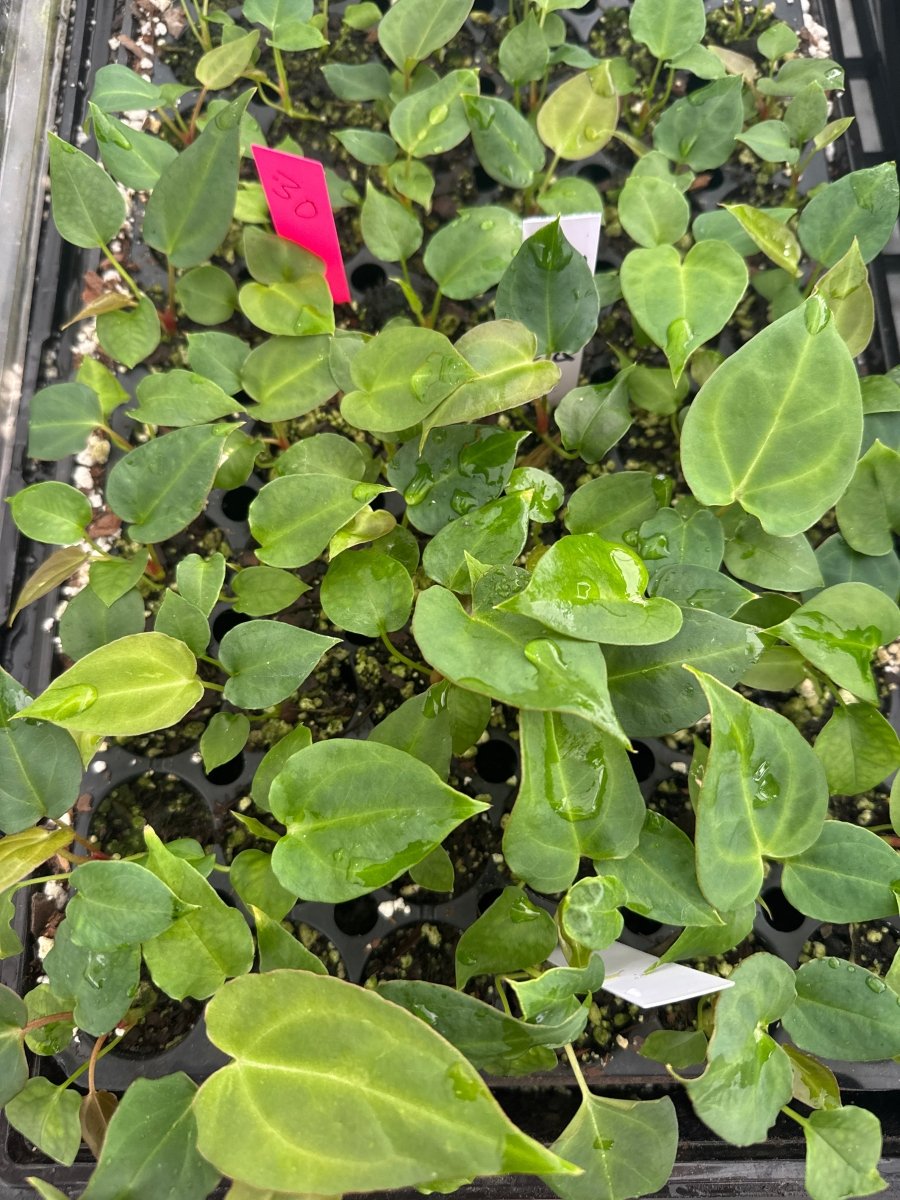 Anthurium 'Butterfly' ['Hoffmannii X'] x A. Tim Anderson 'Stripey Mag/Pap' (A63) (small) - Nice Plants Good Pots