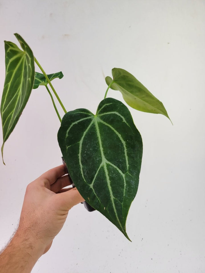 Anthurium Caycee x A. Greige. - Nice Plants Good Pots