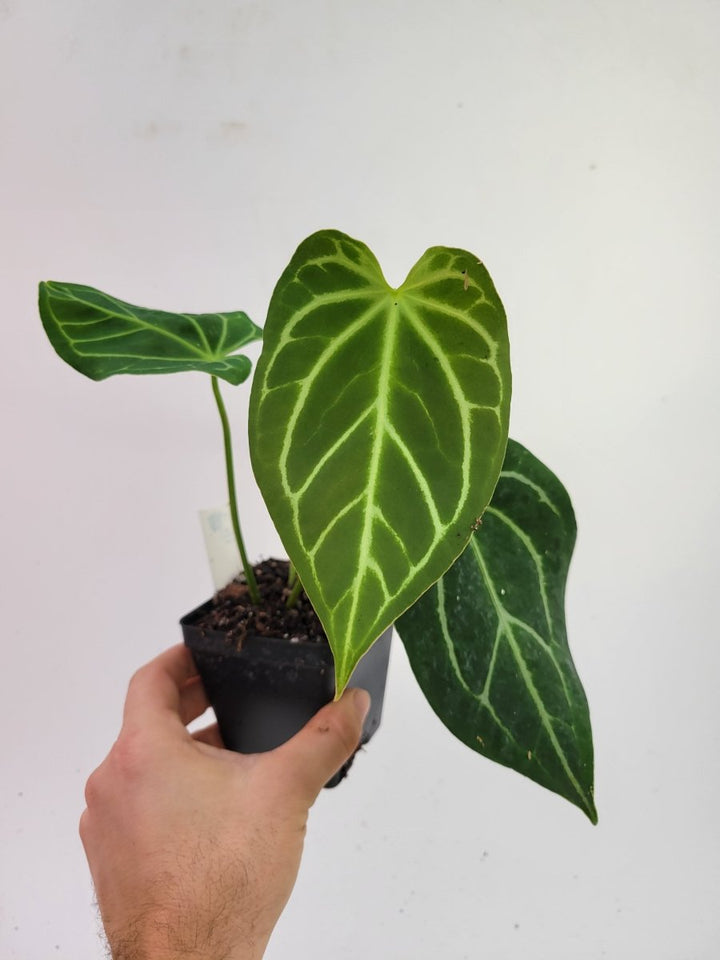 Anthurium Caycee x A. Greige. - Nice Plants Good Pots