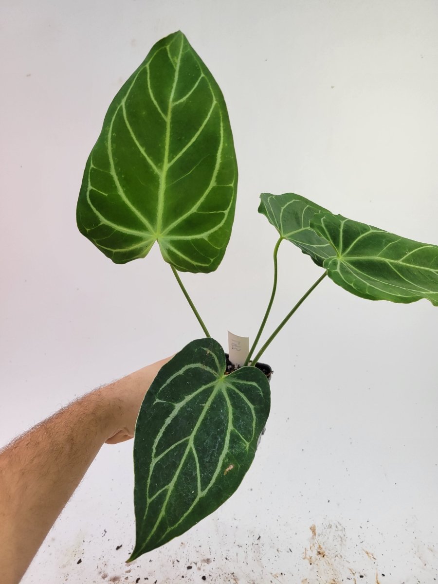 Anthurium Caycee x Greige - Nice Plants Good Pots