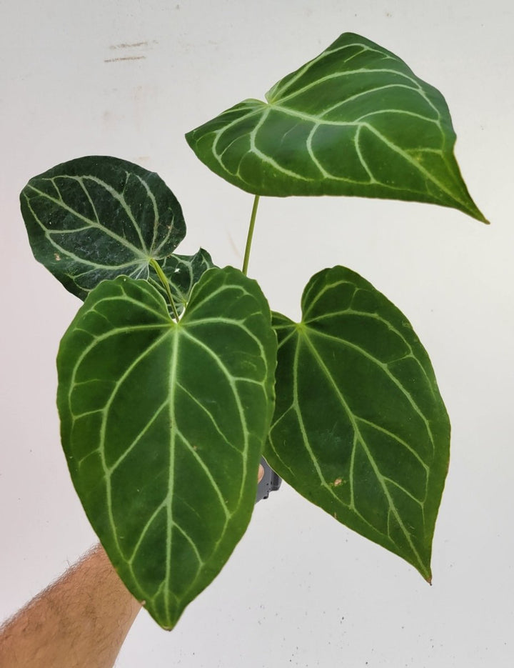 Anthurium Caycee x Greige - Nice Plants Good Pots