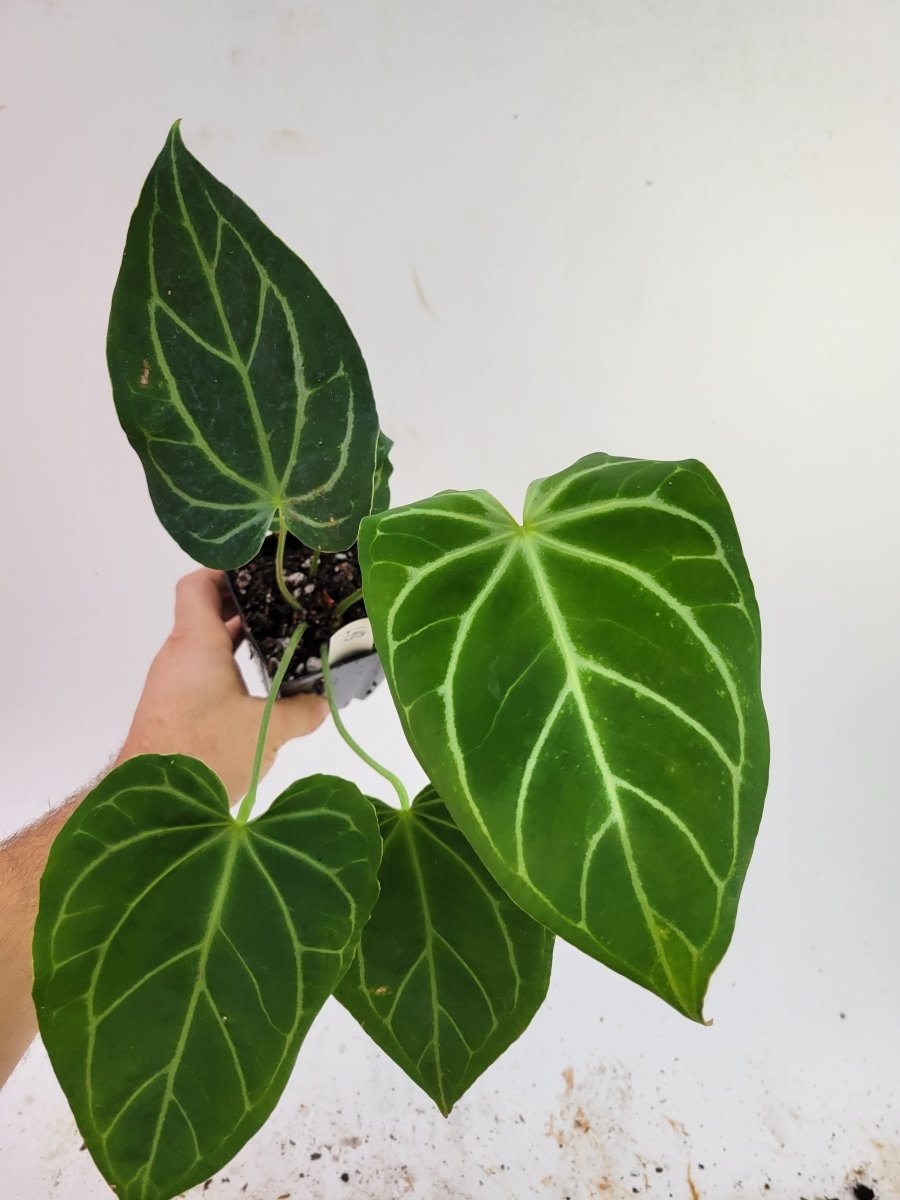 Anthurium Caycee x Greige - Nice Plants Good Pots