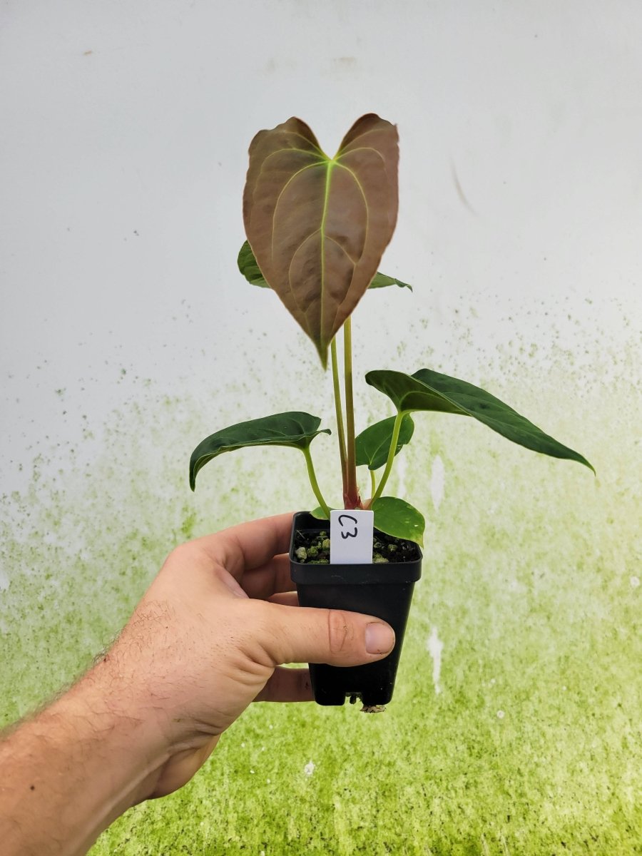 Anthurium Caycee x Griege x Ree Gardens Papillilaminum - Nice Plants Good Pots