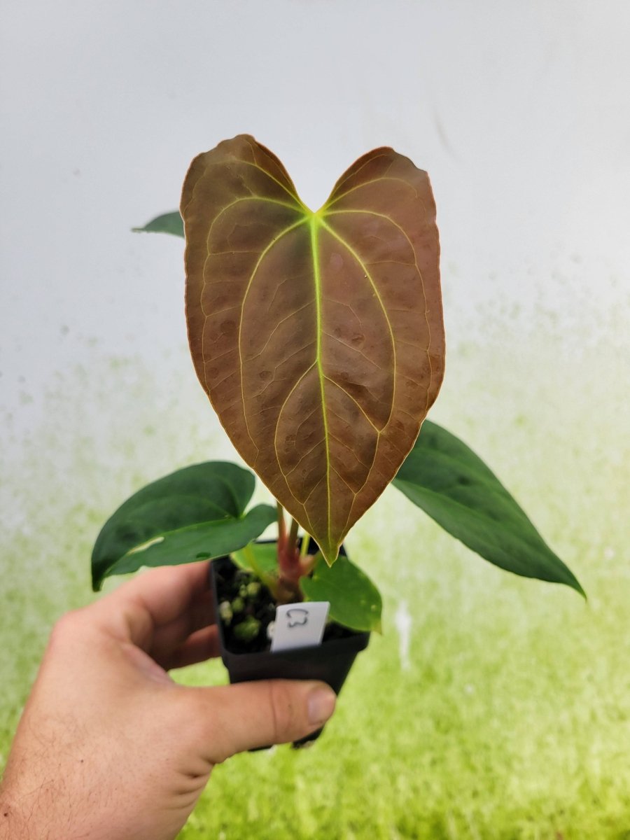 Anthurium Caycee x Griege x Ree Gardens Papillilaminum - Nice Plants Good Pots