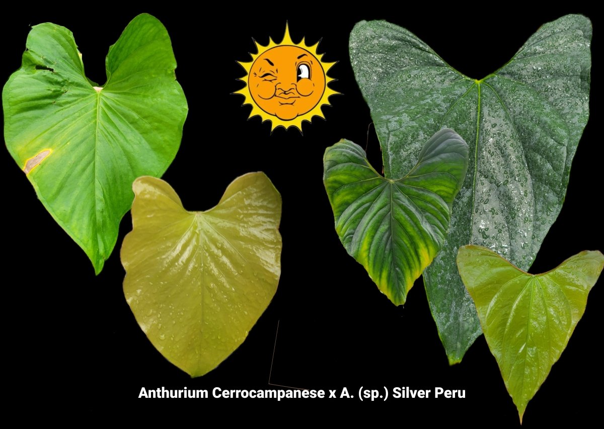 Anthurium Cerrocampanese x A. (sp.) Silver Peru (A68) - Nice Plants Good Pots