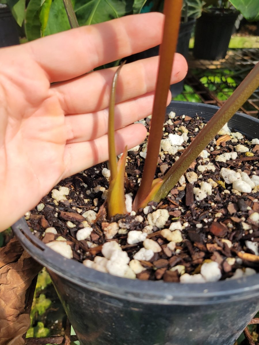 Anthurium Circus Peanuts. Flowering Clone. - Nice Plants Good Pots