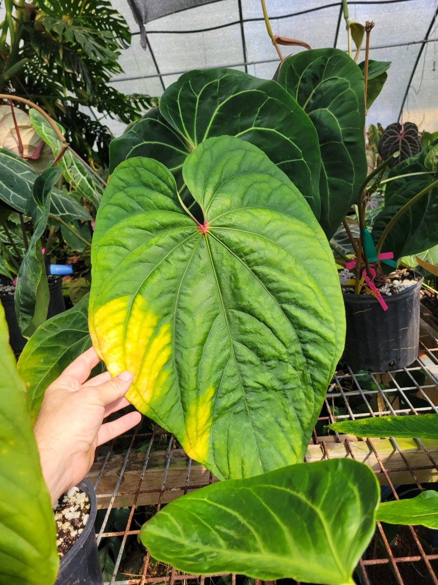 Anthurium Circus Peanuts. Flowering Clone. - Nice Plants Good Pots