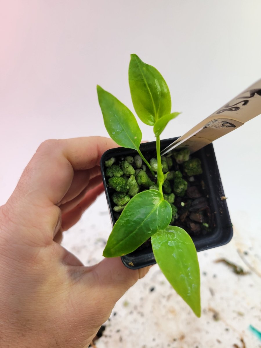 Anthurium Colonicum - Nice Plants Good Pots