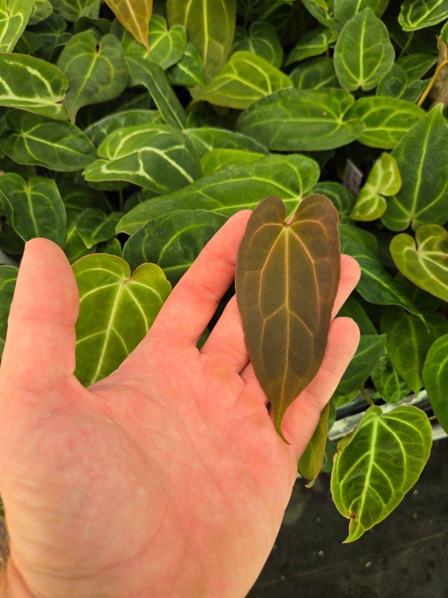 Anthurium ‘Costa Rican Crystal’ x self (A59) (small) - Nice Plants Good Pots