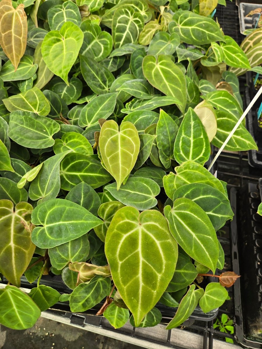 Anthurium ‘Costa Rican Crystal’ x self (A59) (small) - Nice Plants Good Pots