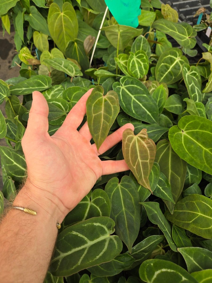 Anthurium ‘Costa Rican Crystal’ x self (A59) (small) - Nice Plants Good Pots