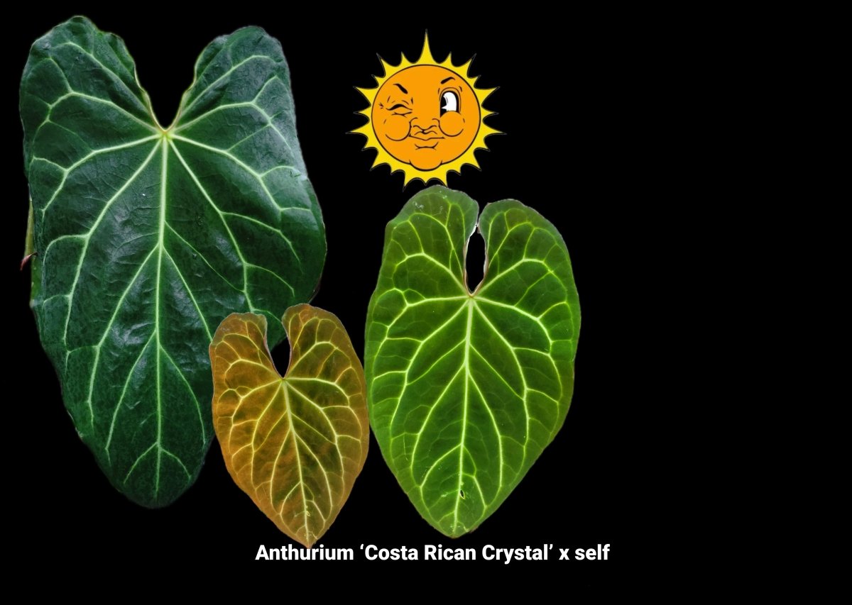 Anthurium ‘Costa Rican Crystal’ x self (A59) (small) - Nice Plants Good Pots