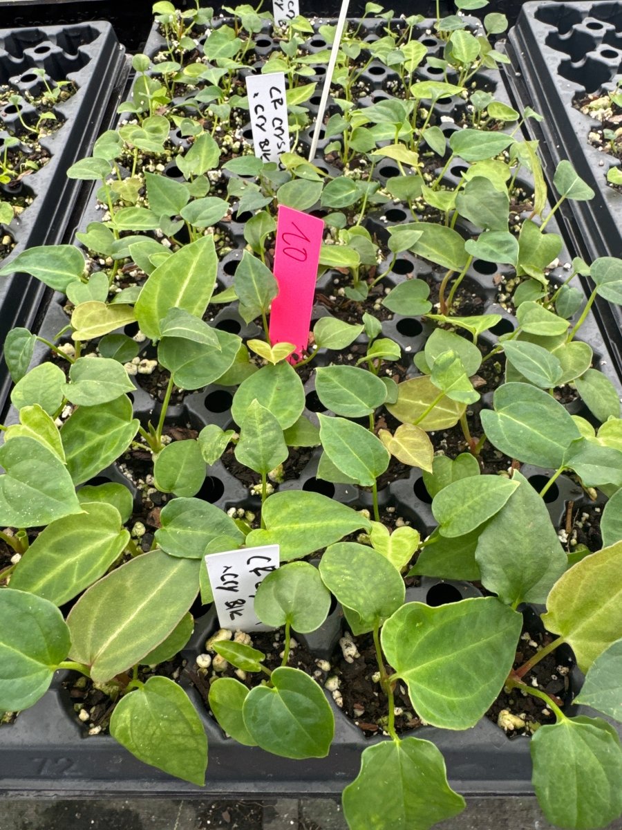 Anthurium ‘Costa Rican Crystallinum’ x ‘Tim Anderson’s Crystal Mag’ x ‘Tim Anderson’s Black’) (A66) (small) - Nice Plants Good Pots