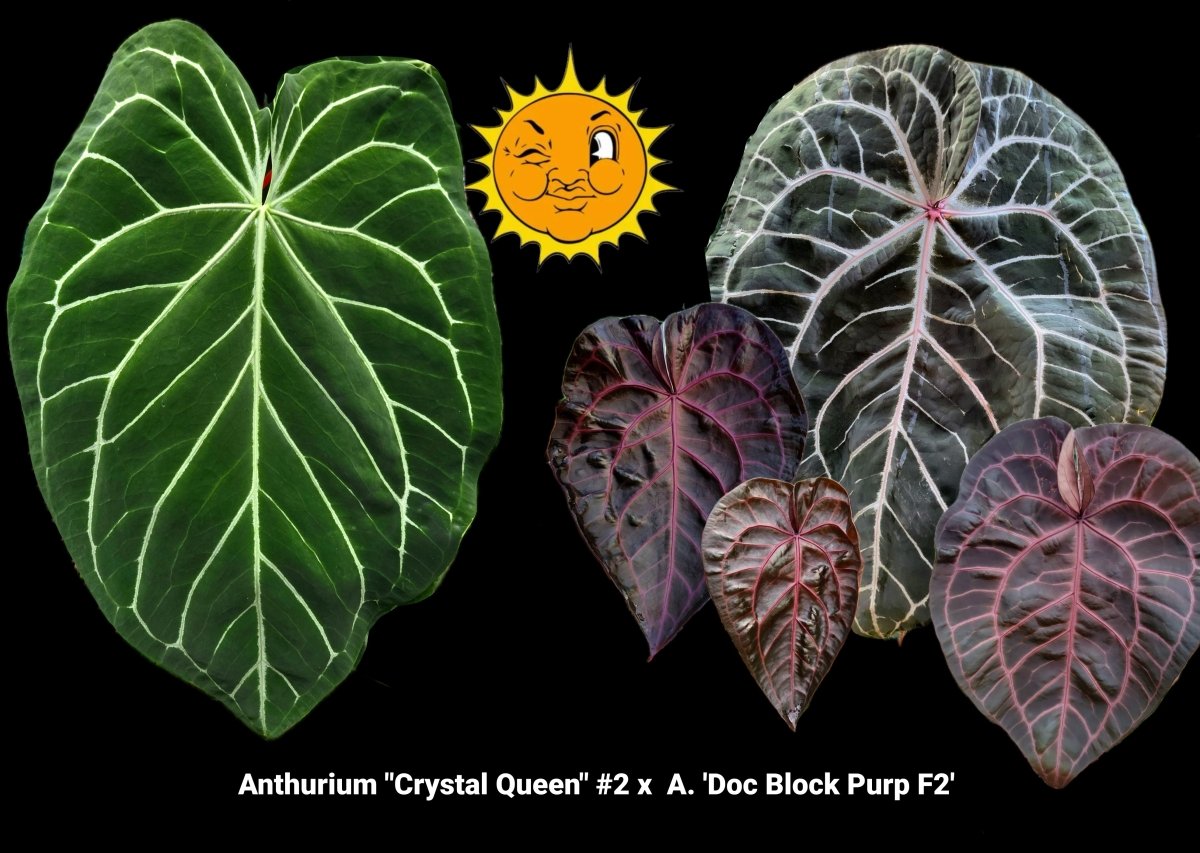 Anthurium "Crystal Queen" 2 x A. 'Doc Block Purp F2' (A6) - Nice Plants Good Pots
