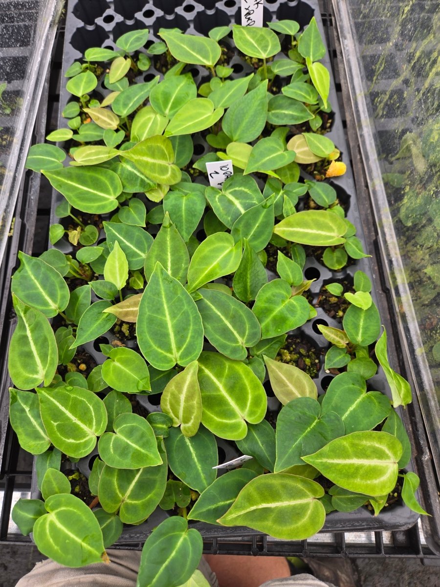 Anthurium "Crystal Queen" 2 x A. 'Doc Block Purp F2' (A6) - Nice Plants Good Pots