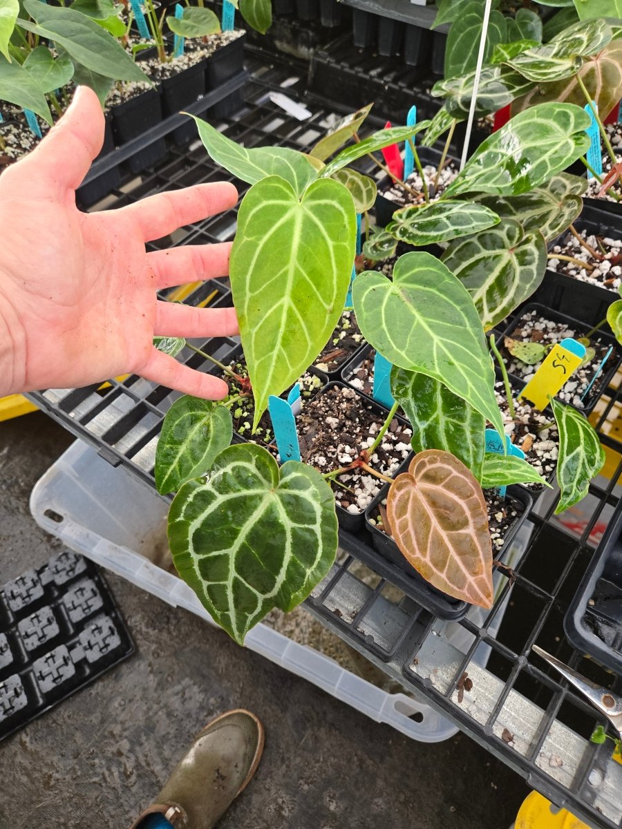 Anthurium Crystal Queen 2 X Doc Block Purple F2 A6 – Nice Plants