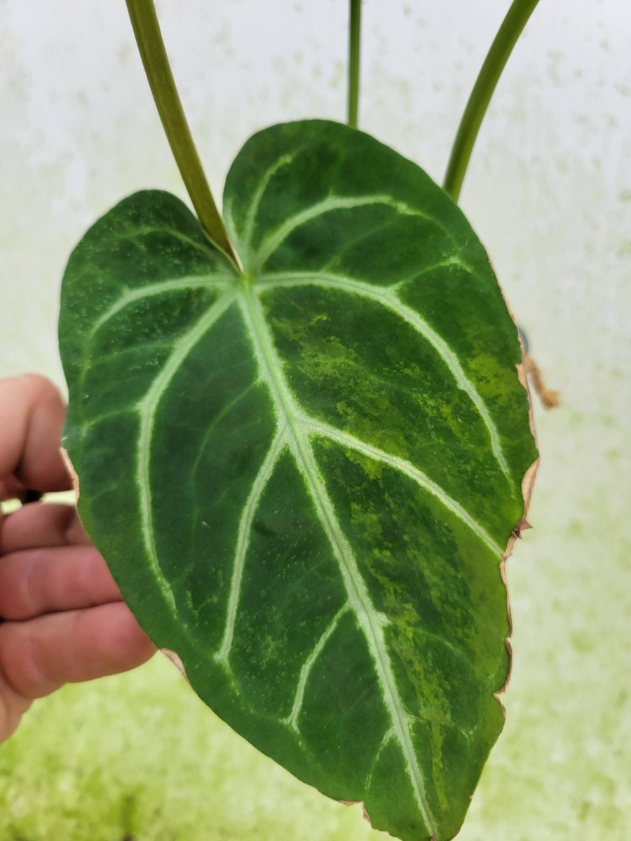 Anthurium Crystallinum Variegated - Nice Plants Good Pots