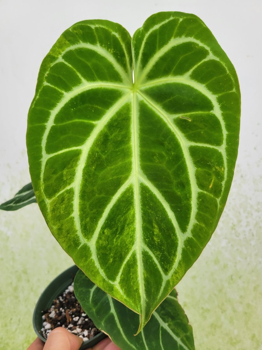 Anthurium Crystallinum Variegated - Nice Plants Good Pots