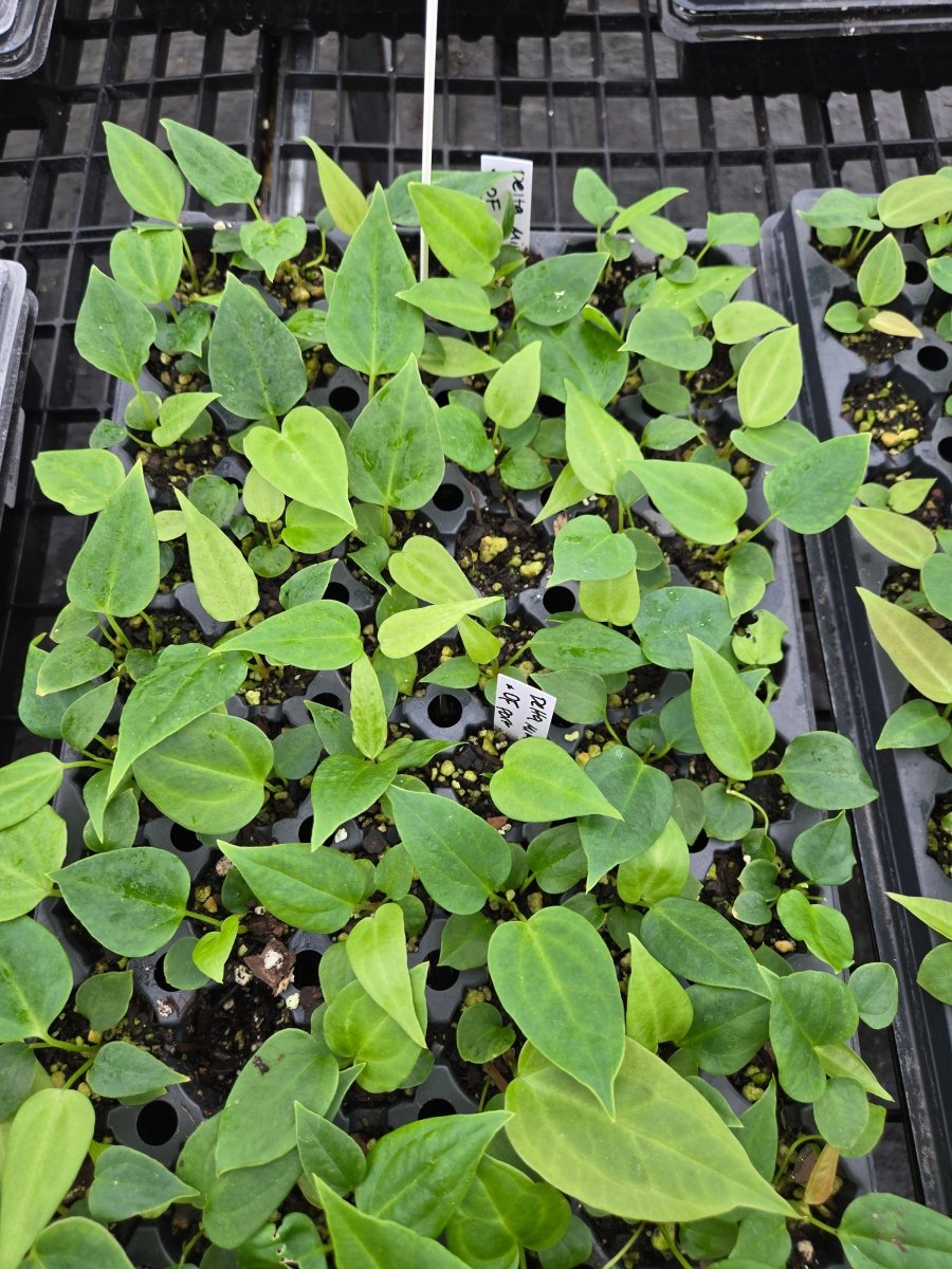 Anthurium 'Delta Mike' x A. Portillae 'NSE Dewey Fisk Clone'. (A10) - Nice Plants Good Pots