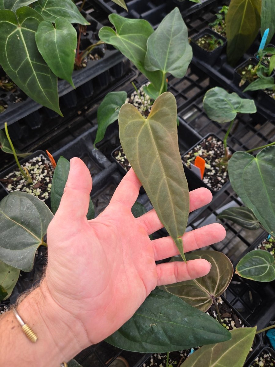 Anthurium Delta Mike X Portillae NSE Dewey Fisk Clone A10 – Nice Plants  Good Pots
