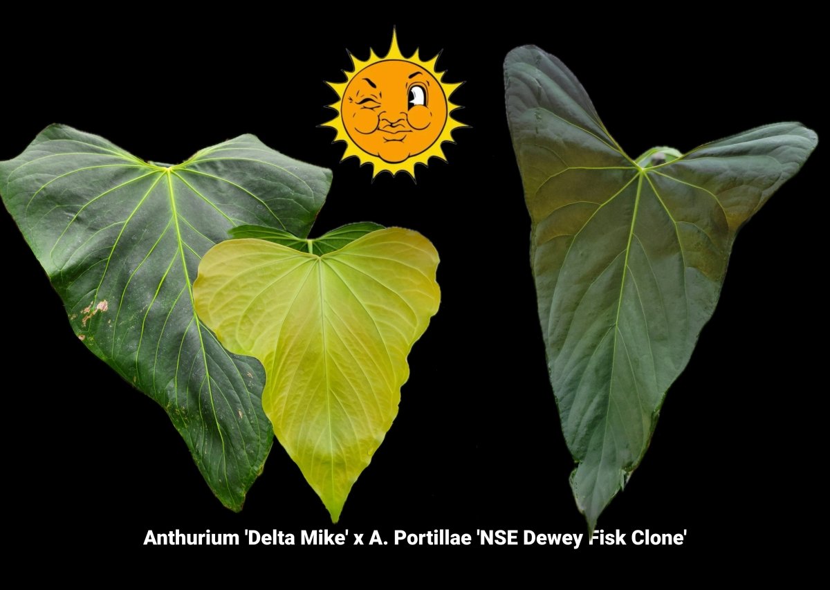 Anthurium 'Delta Mike' x A. Portillae 'NSE Dewey Fisk Clone'. (A10) - Nice Plants Good Pots