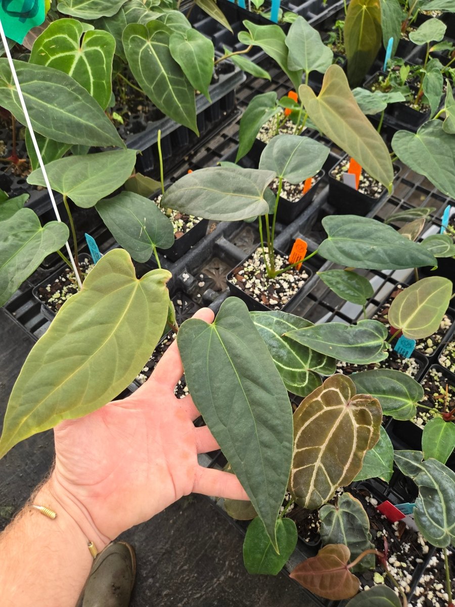 Anthurium 'Delta Mike' x A. Portillae 'NSE Dewey Fisk Clone' (A10) - Nice Plants Good Pots