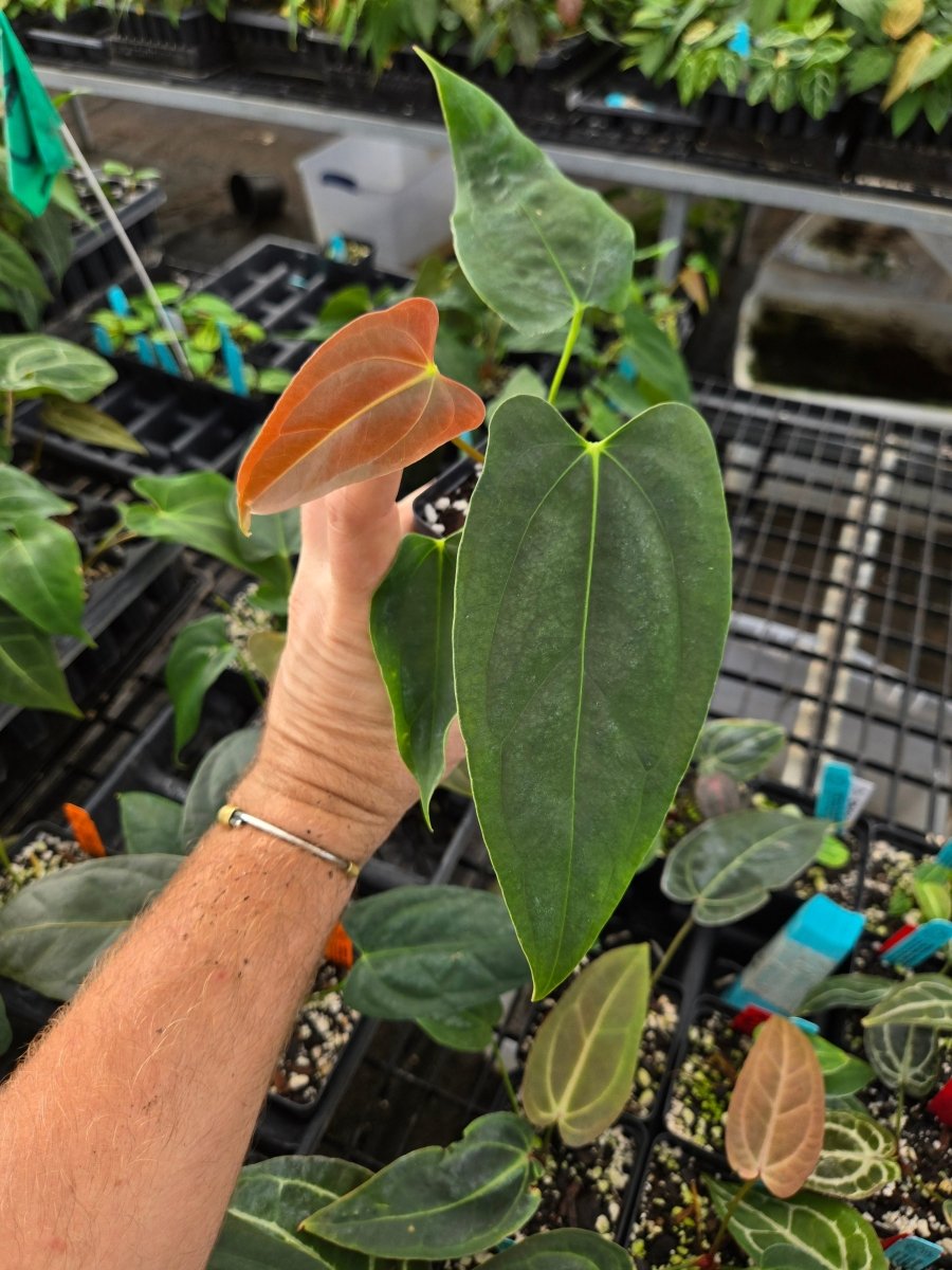 Anthurium 'Delta Mike' x A. Portillae 'NSE Dewey Fisk Clone' (A10) - Nice Plants Good Pots