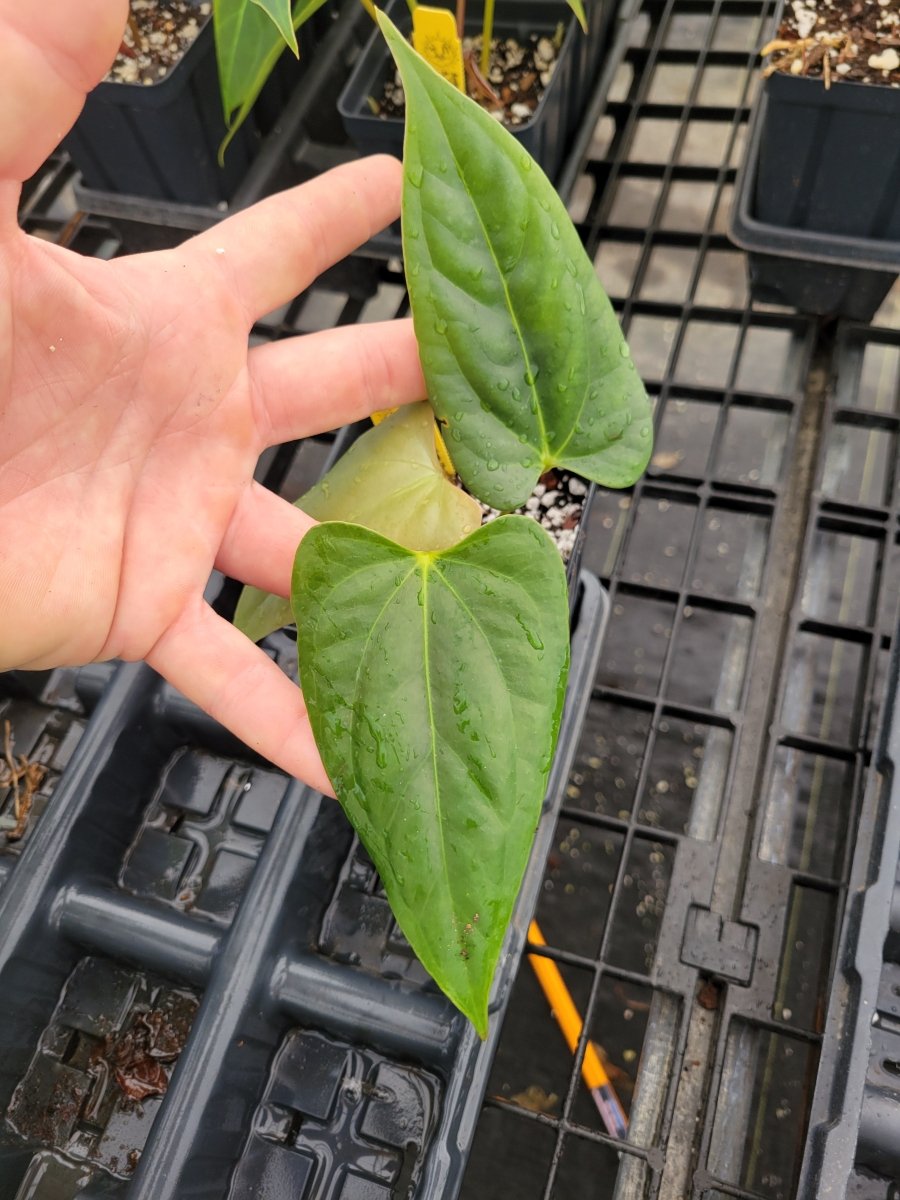 Anthurium 'Delta Mike' x A. (sp.) Silver Peru - Nice Plants Good Pots