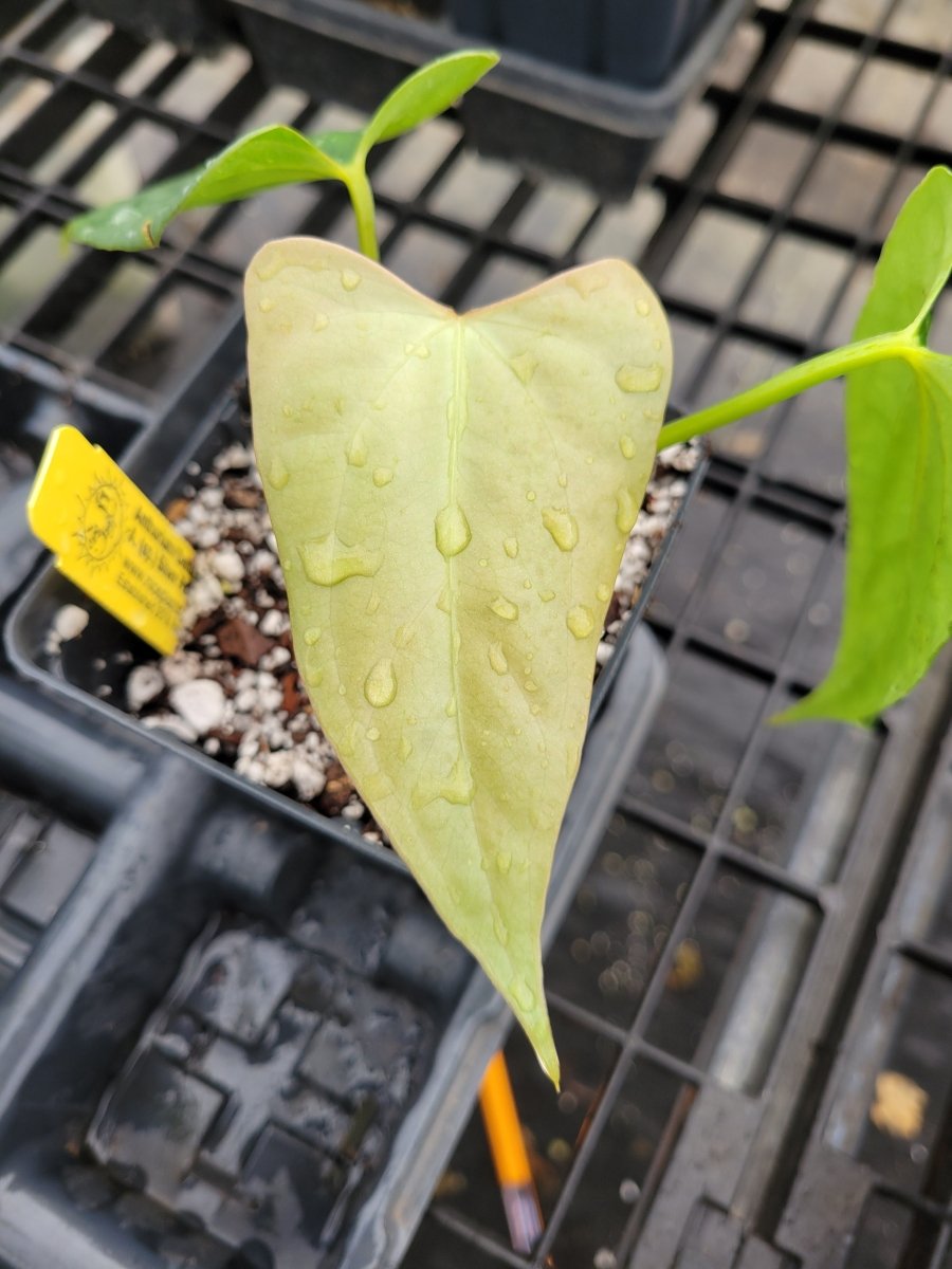 Anthurium 'Delta Mike' x A. (sp.) Silver Peru - Nice Plants Good Pots