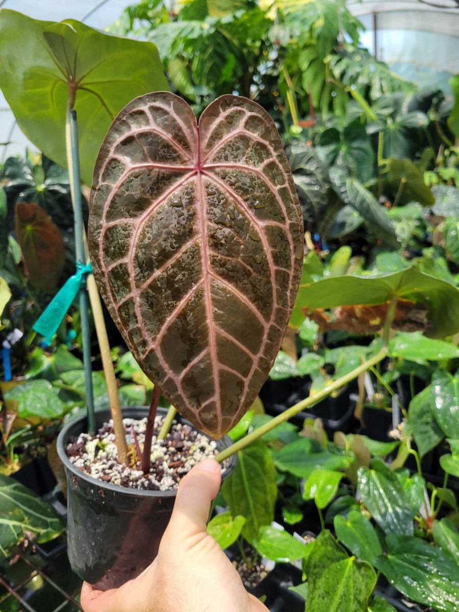 Anthurium Doc Block F2 Purple Emergent - Nice Plants Good Pots