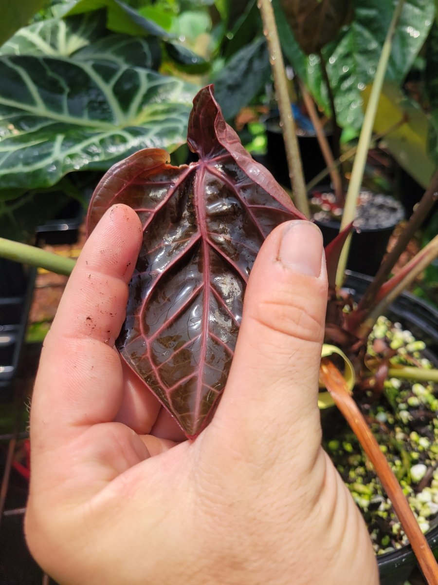 Anthurium Doc Block F2 Purple Emergent - Nice Plants Good Pots