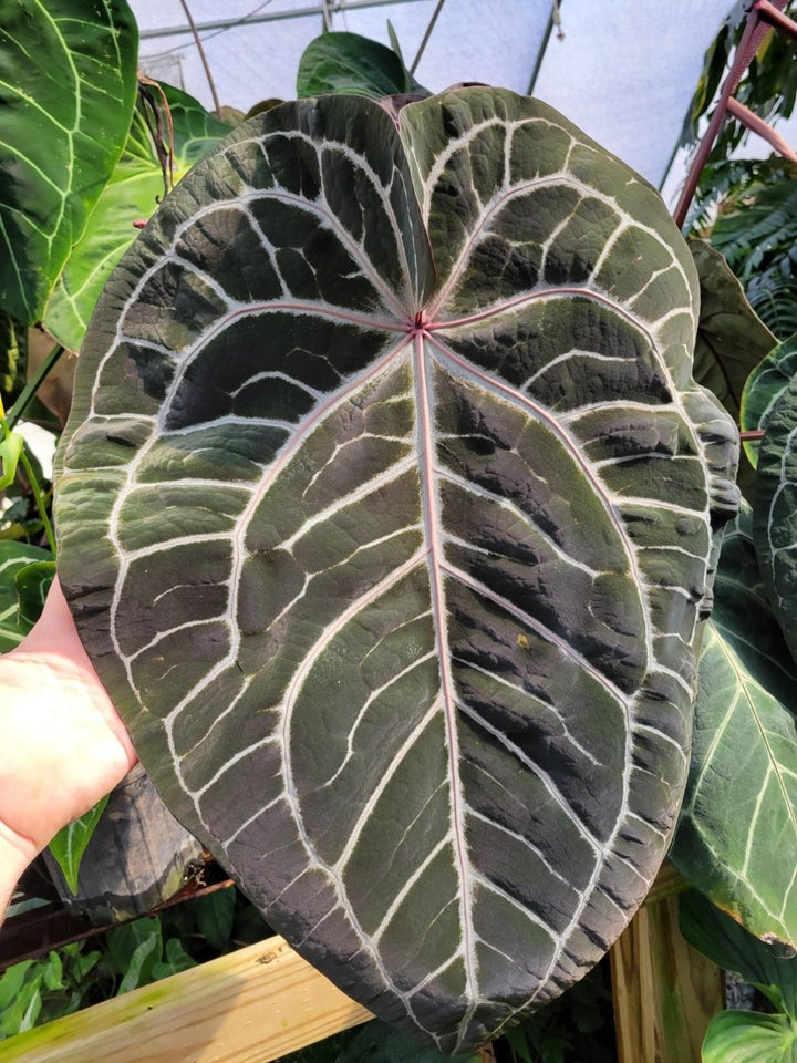 Anthurium Doc Block F2 Purple X A. Rotundatum x - Nice Plants Good Pots