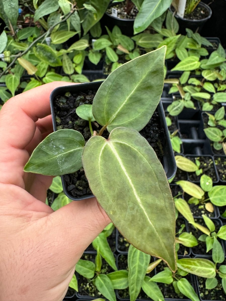 Anthurium Doc Block F2 Purple X A. Rotundatum x - Nice Plants Good Pots