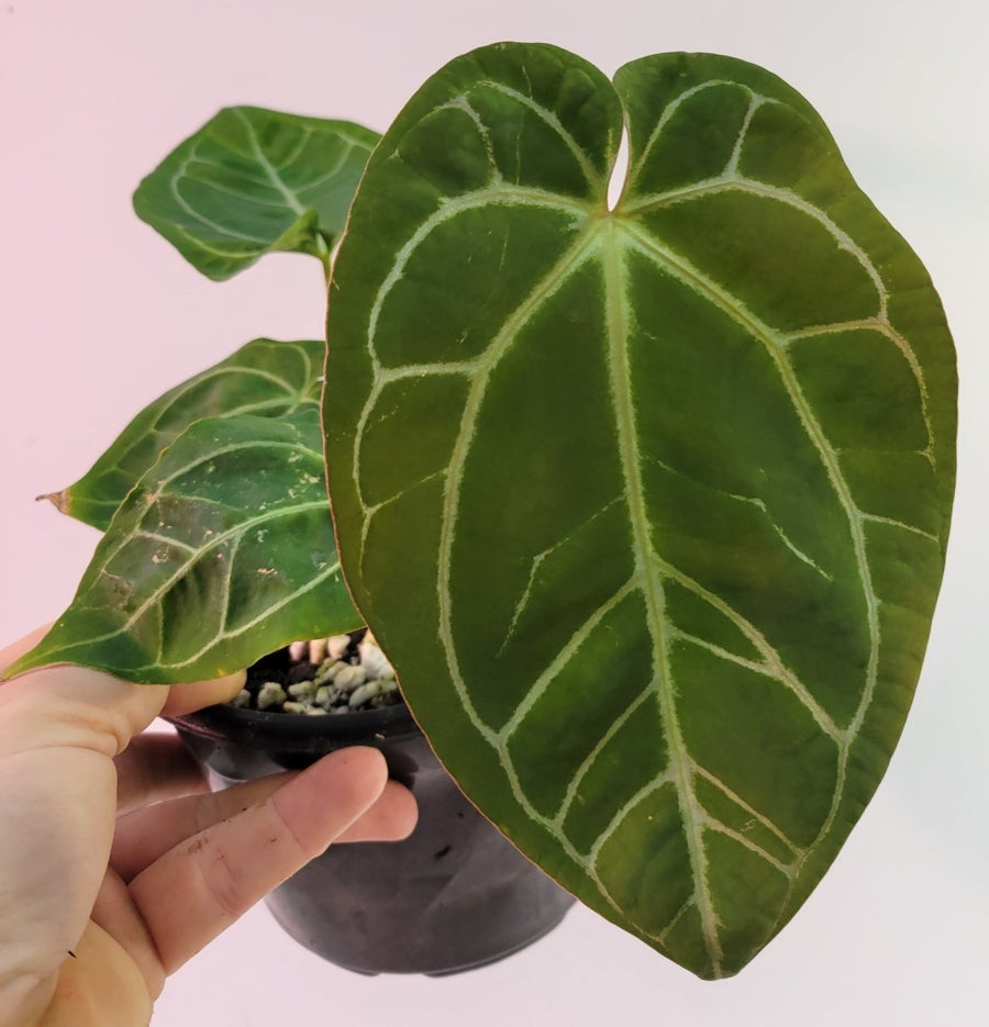 Anthurium Doc Block F2 x A. Hoffmannii - Nice Plants Good Pots