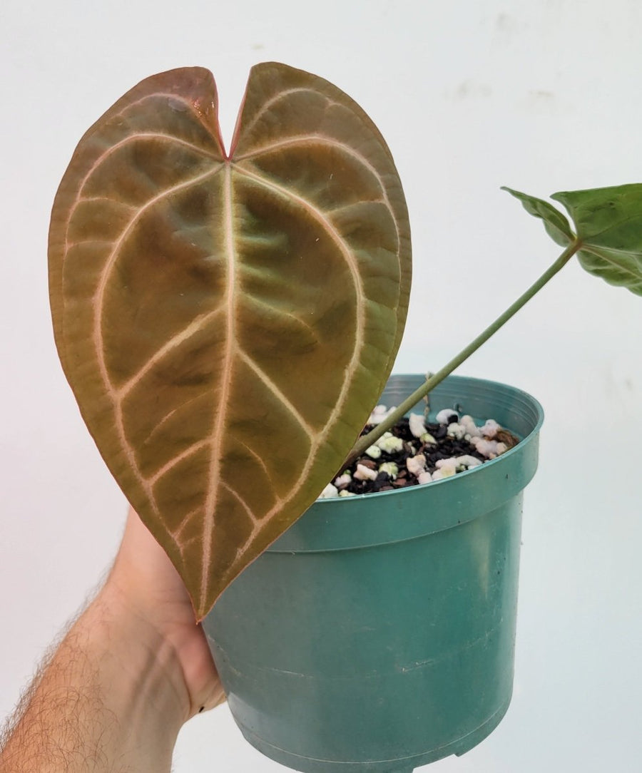 Anthurium Doc Block F2 x Hoffmannii - Nice Plants Good Pots