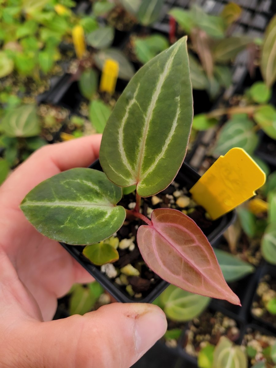 Anthurium 'Doc Block Purple F2' (self) Large - Nice Plants Good Pots