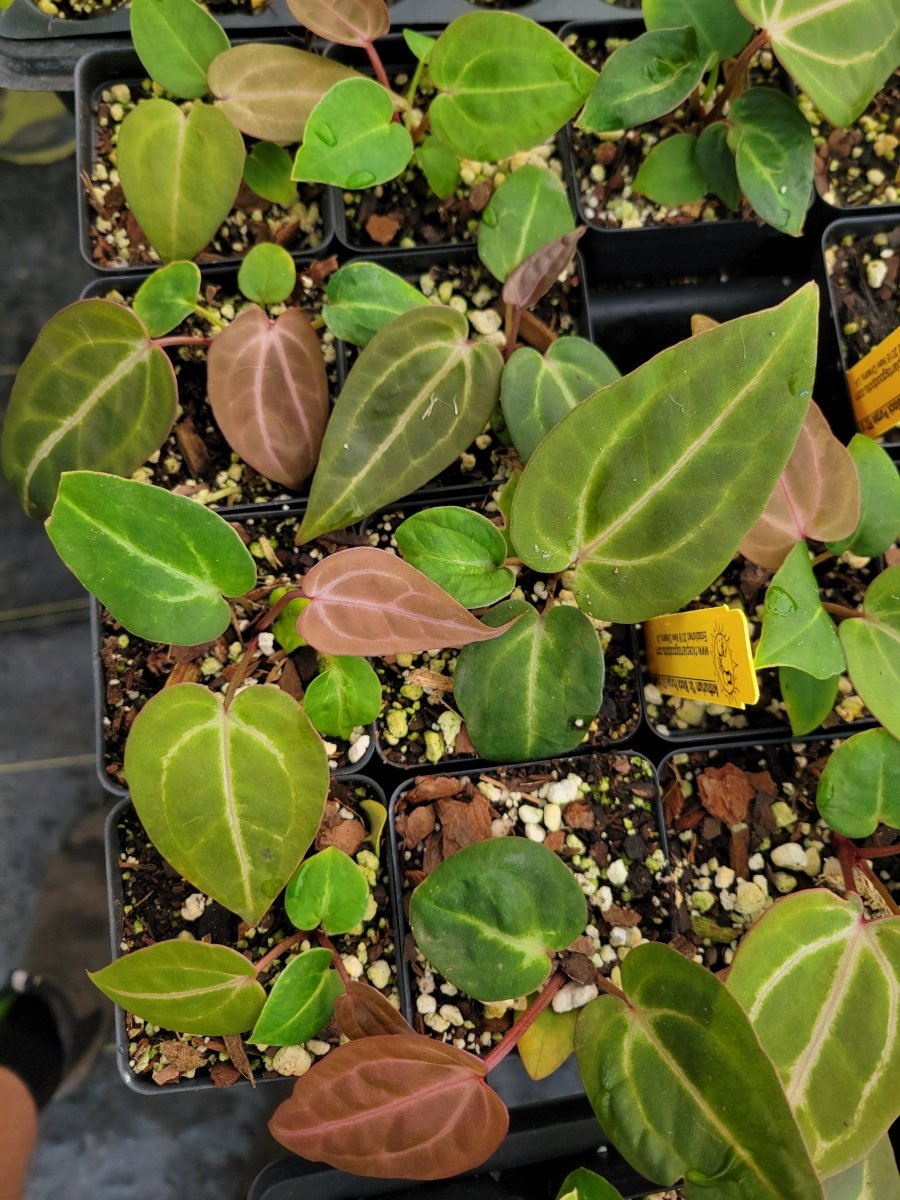 Anthurium 'Doc Block Purple F2' (self) Large - Nice Plants Good Pots