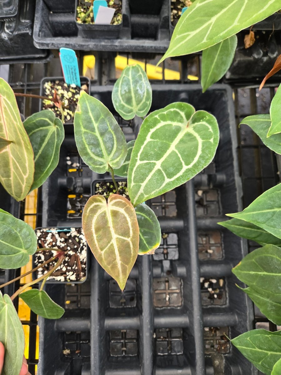 Anthurium 'Doc Block Red' F2 x (A. 'Doc Block Purple’ F2 /A. 'Tim Anderson Mag/Pap') (A3) - Nice Plants Good Pots