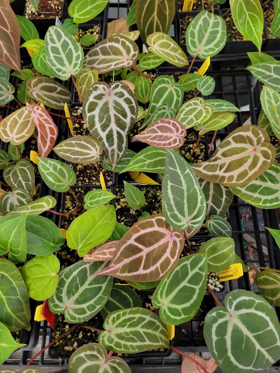 Anthurium 'Doc Block Red F2' x A. 'Doc Block Purple F2' Small - Nice Plants Good Pots