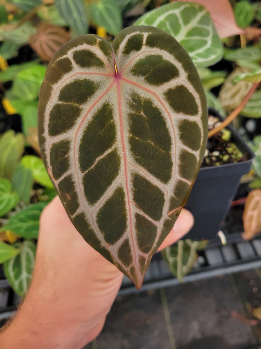 Anthurium 'Doc Block Red F2' x A. 'Doc Block Purple F2' Small - Nice Plants Good Pots