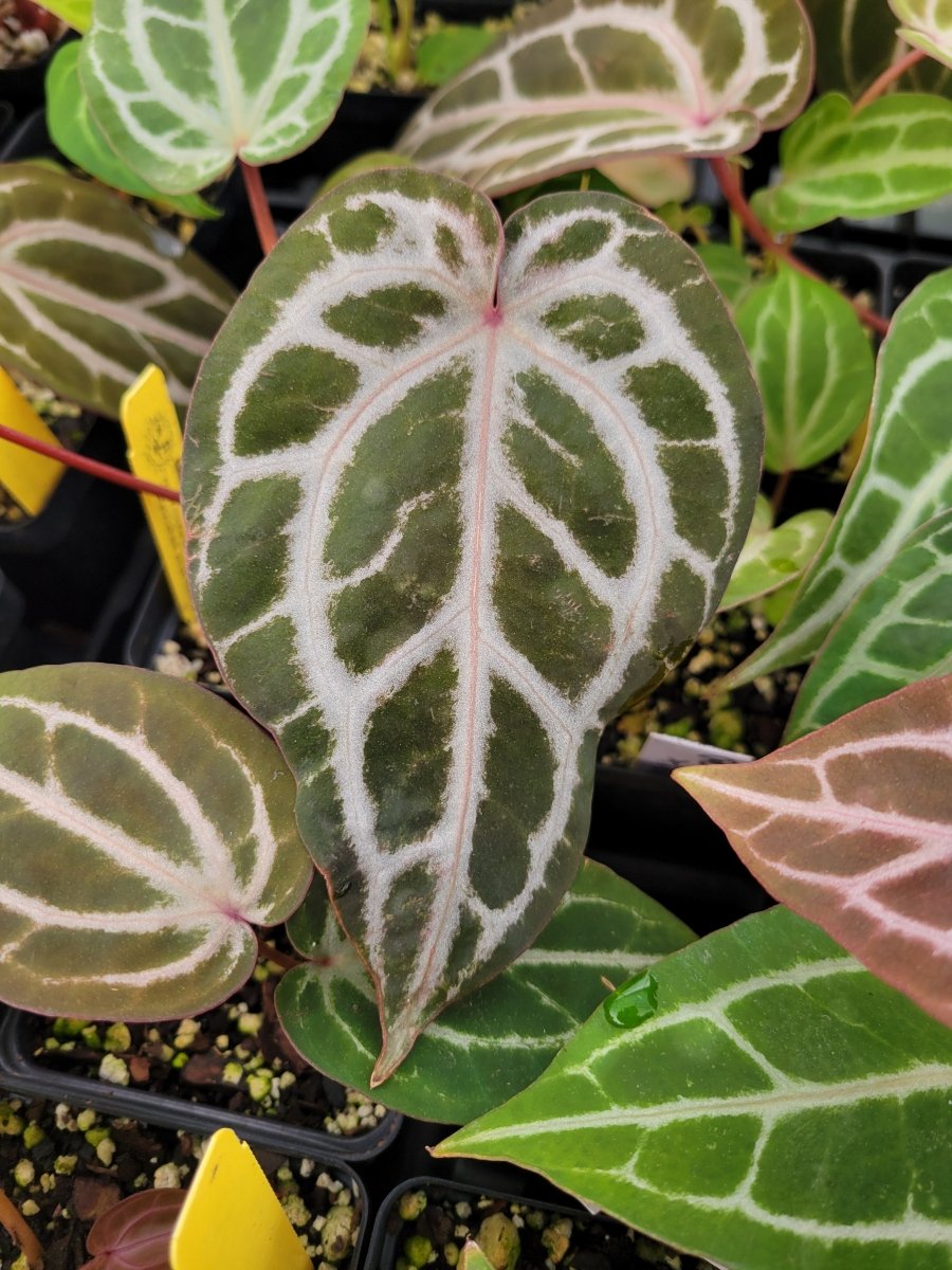 Anthurium 'Doc Block Red F2' x A. 'Doc Block Purple F2' Small - Nice Plants Good Pots