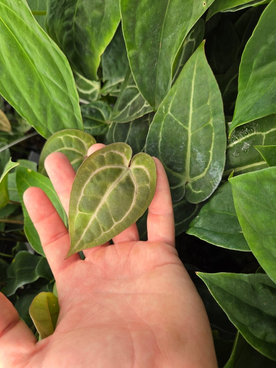 Anthurium 'Doc Block Red F2' x A. (Tim Anderson 'Crystal Mag/Tim's